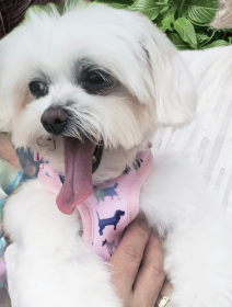 Pink Puppies Harness (Color: Pink, size: XXS)