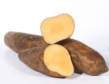 I'M Allergic To Needles - Probiotic, Pancreas & Glucose Support For Dogs & Cats* (size: CAT/ 150 caps / 250 mg)