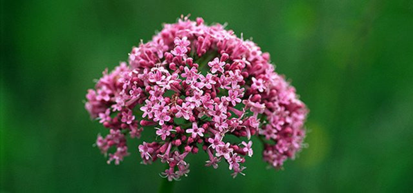 Soothed & Serene - All Systems Anxiety, Calming & Stress Support* Dogs & Catss & Cats* (size: DOG/ 250 caps / 500 mg /Size 1)