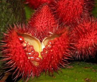 Probiotic Digestive, Bladder & Urinary Tract Support* (size: CAT/ 150 caps / 175 mg / Size 3)