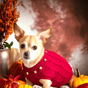 Studded Knit Turtleneck- Dog Sweater (size: M)