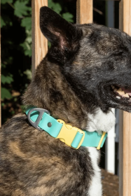 Island Vibes Waterproof Dog Collar (size: 17 - 20 inch)