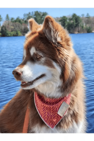 Twilight Trails Dog Bandana (size: M/L - 27in x 13in)