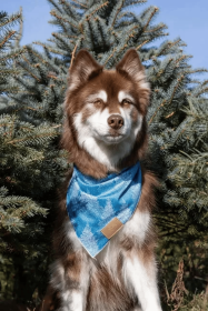 Siberian Spruce Dog Bandana (size: M/L - 27in x 13in)